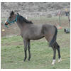 GS Mary Jane as yearling